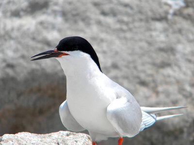 Roseate Tern-1