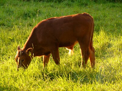 Bos primigenius taurus cattle livestock photo