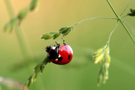 Animal arthropod beautiful photo photo