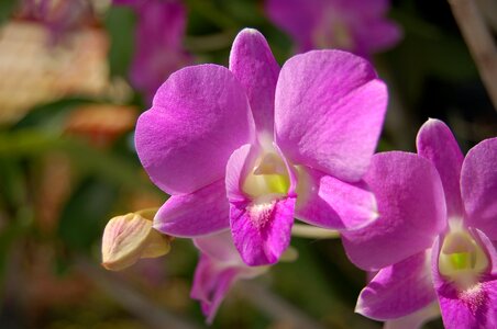 Flower orchid purple photo