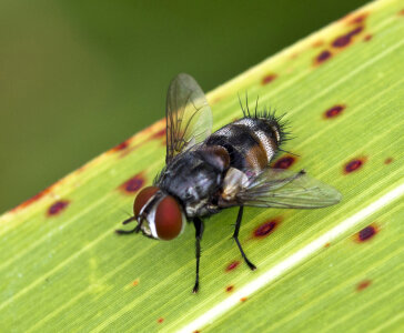 Macro Close Up of a fly photo