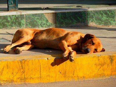 Sleep doze animal
