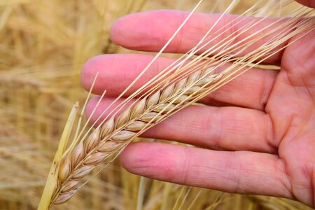 Agricultural agriculture cereal