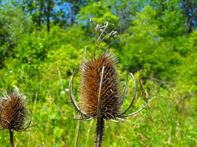 Dead plant sharp photo