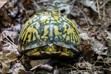 Eastern box turtle-1