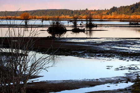 Refuge wetlands at Nisqually National Wildlife Refuge-2