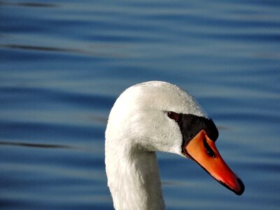 Water lake swan