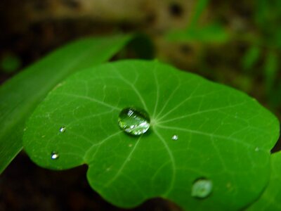 Drop nasturtium 