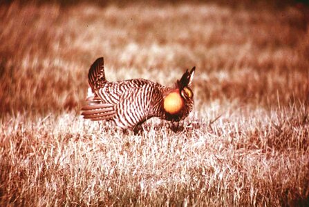 Breeding chicken male photo