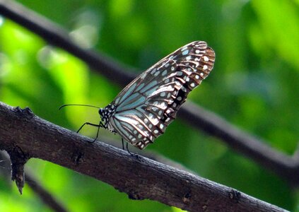 India insect wing