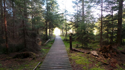 wooden walk way through the forest photo