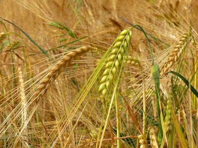 Spike summer harvest