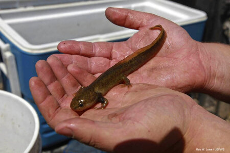 Juvenile Pacific giant salamander photo