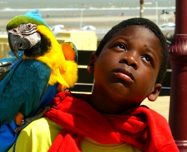 Parrot animal bird