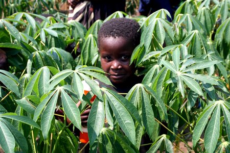 Array boy cassava photo