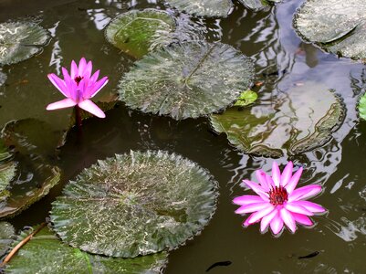 Round nature plant