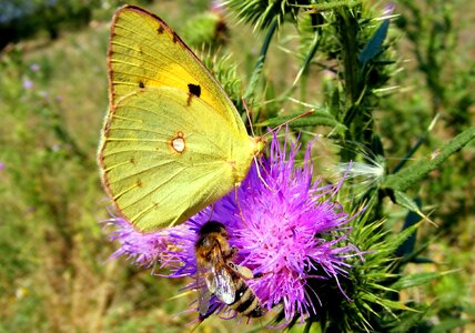 Brimstone butterfly