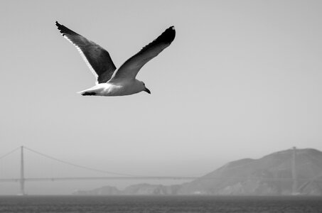 Golden gate bridge bridge california