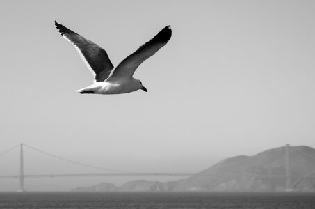 Golden gate bridge bridge california photo