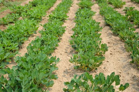 Garden organic healthy