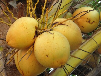 Coconut palm fruits bunch photo