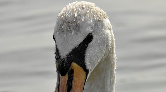 Swan water wildlife photo