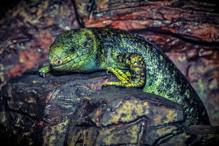Green animal nature