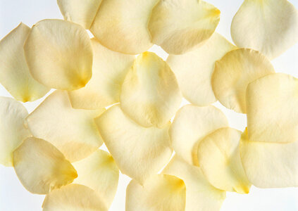 White Rose Petals