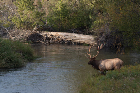 Bull Elk in Mission Creek photo