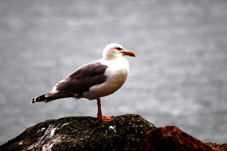 Sea seagulls gull photo
