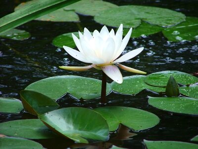 Water lily white sublime