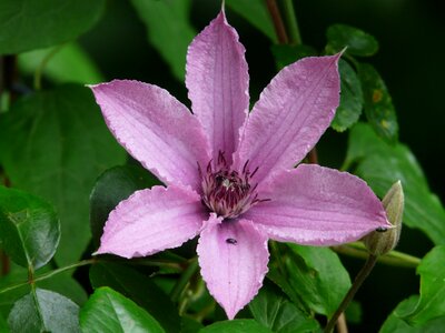 Plant bloom purple