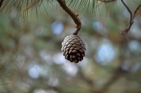 Pine cone tree conifer