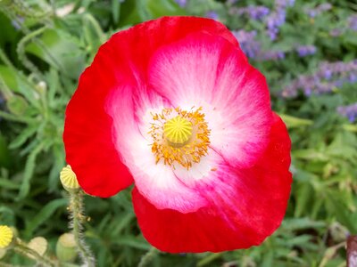 Nature summer garden