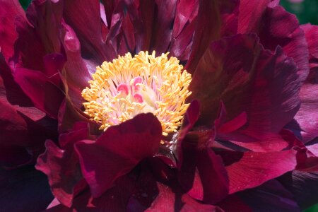 Floral bloom plant