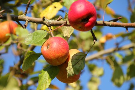 Apple fruit fruit tree photo