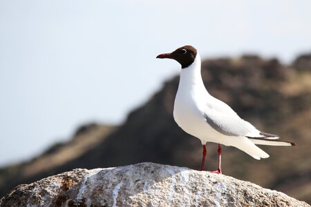 Black headed Gull photo