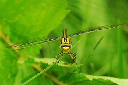 Yellow dragonfly close up macro photo