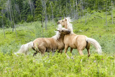 Horses animal wild