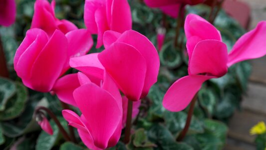 Pink flora ornamental plant photo