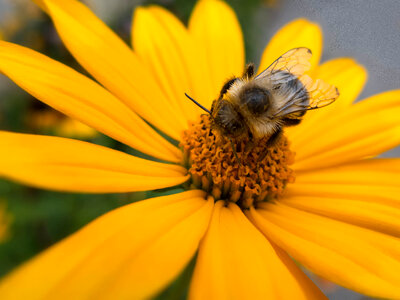 Bee on Flower photo