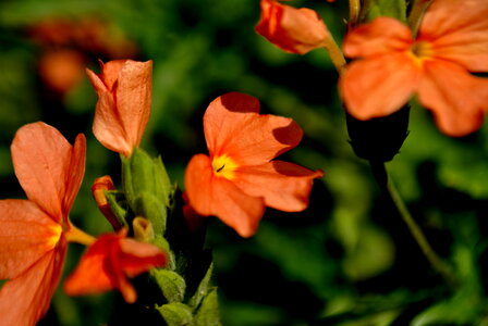 Orange Flowers