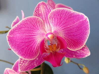 Blossom moth orchid pink photo