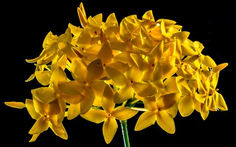 Flower yellow close up photo
