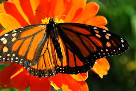 Animal arthropod beautiful flowers