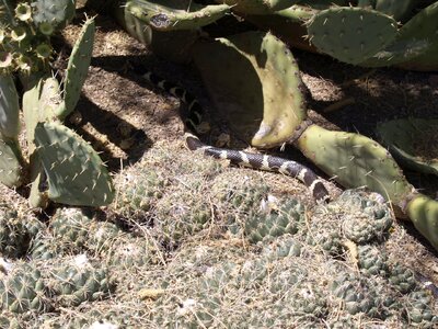 Snake animal nature
