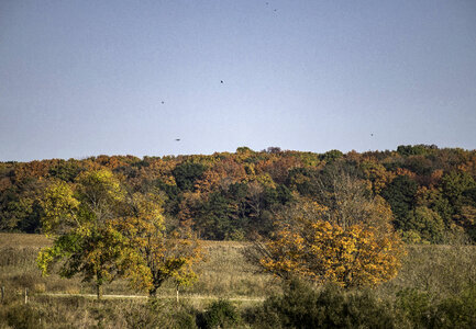 Autumn trees under sky at Horicon Marsh photo