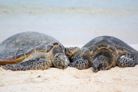 Green sea turtles photo