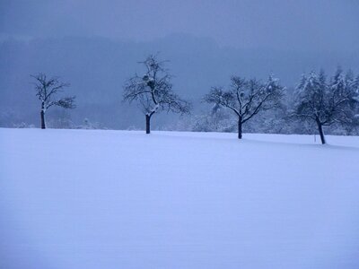 Winter trees landscape