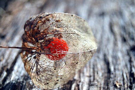 Dry fruit lumber